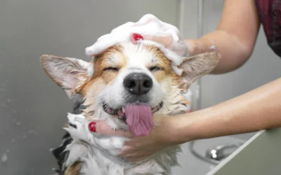 7 Tips to Increase Customers for Your Dog Grooming Business